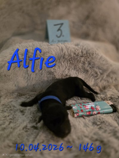 2026-04-11 Alfie Tag 1-2.jpg